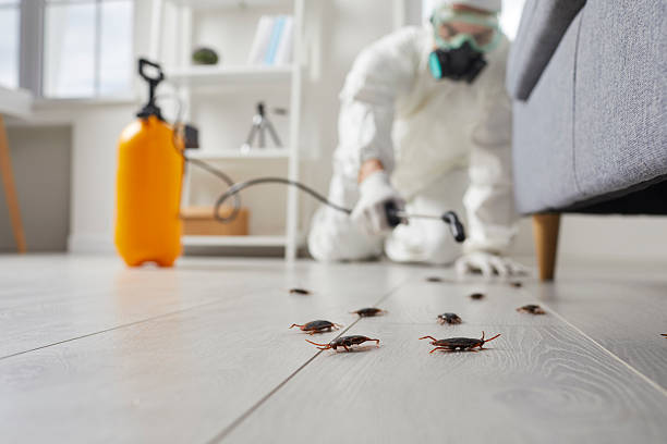 Commercial Rodent Management in Bossier City
